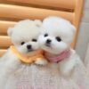 Imported Elite exatra Tiny toy Pomeranian and Maltese puppies - Image 3