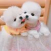 Imported Elite exatra Tiny toy Pomeranian and Maltese puppies