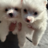 Fluffy White Pomeranian Puppies
