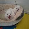 Fluffy White Pomeranian Puppies - Image 2