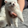 Fluffy White Pomeranian Puppies - Image 3