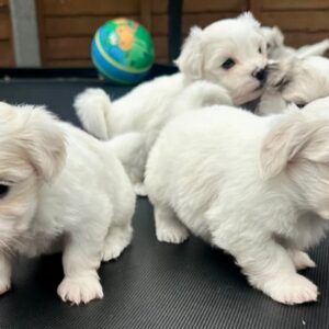 buy miniature Maltese puppies