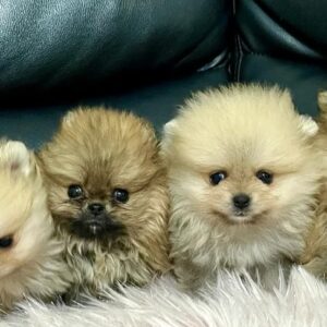 Current and Past Puppies/Litter