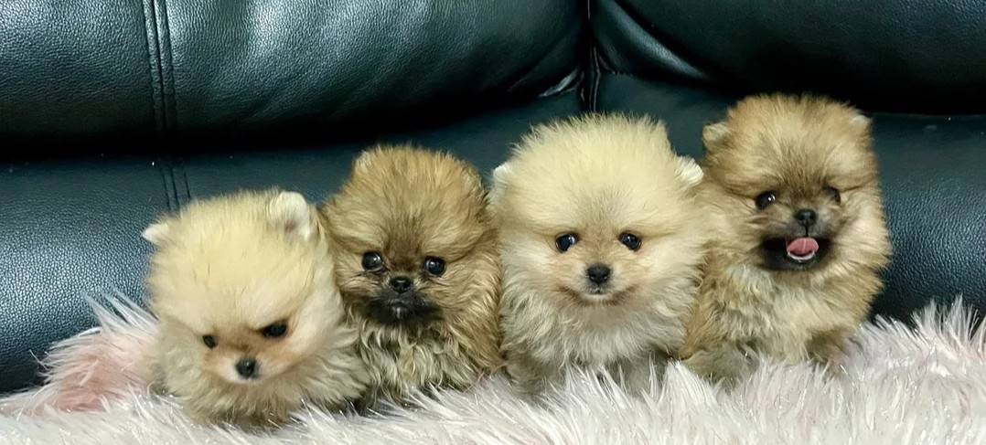 Current and Past Puppies/Litter