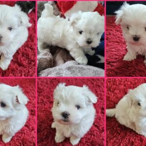 buy miniature Maltese puppies