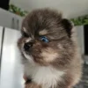 Blue eyes Merle Pomeranian Puppies for sale