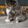 Blue Merle, Tan, and White Blue eyes Pomeranian Boy - Image 2