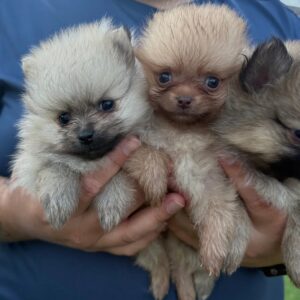 buy miniature Pomeranian puppies New York toy size Pomeranian puppies for sale Illinois adopt toy Pomeranian puppy in Georgia