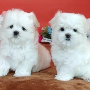 adopt snow white Maltese puppy New York