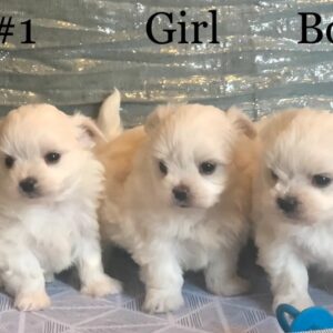 buy teddy bear Maltese puppies Arizona