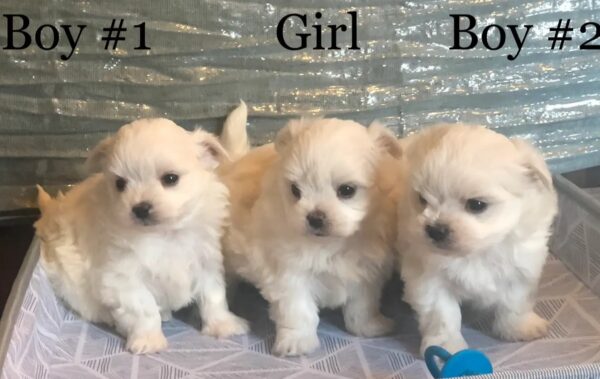buy teddy bear Maltese puppies Arizona
